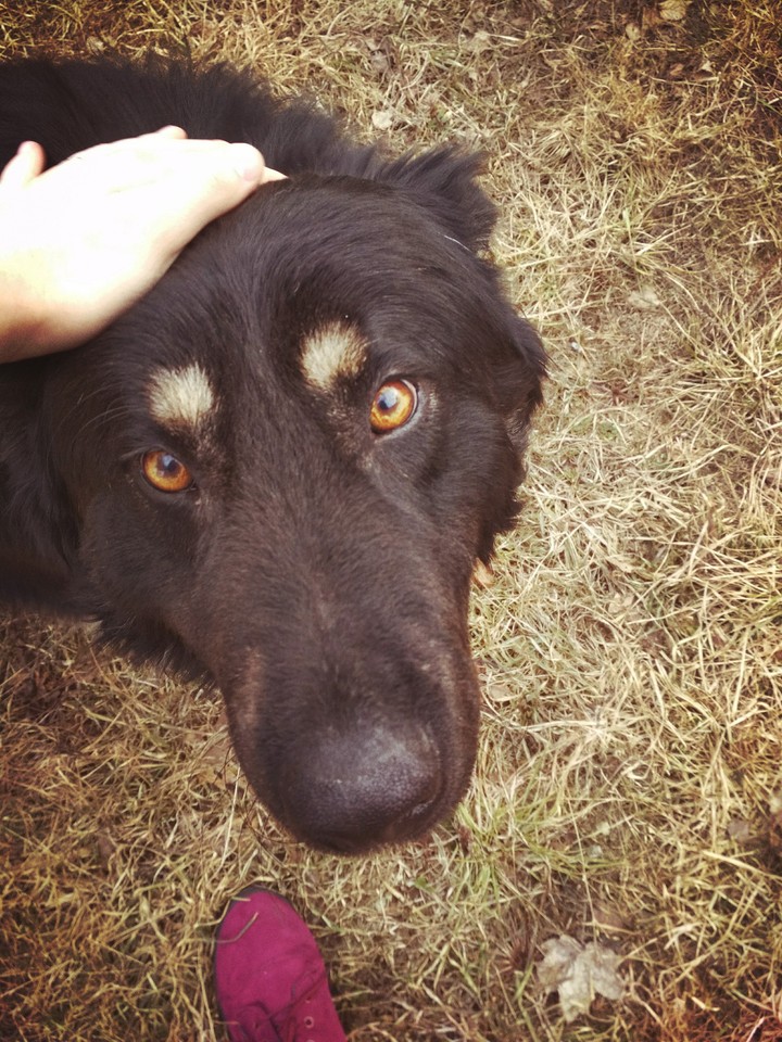 Doggo