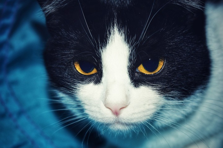 cat