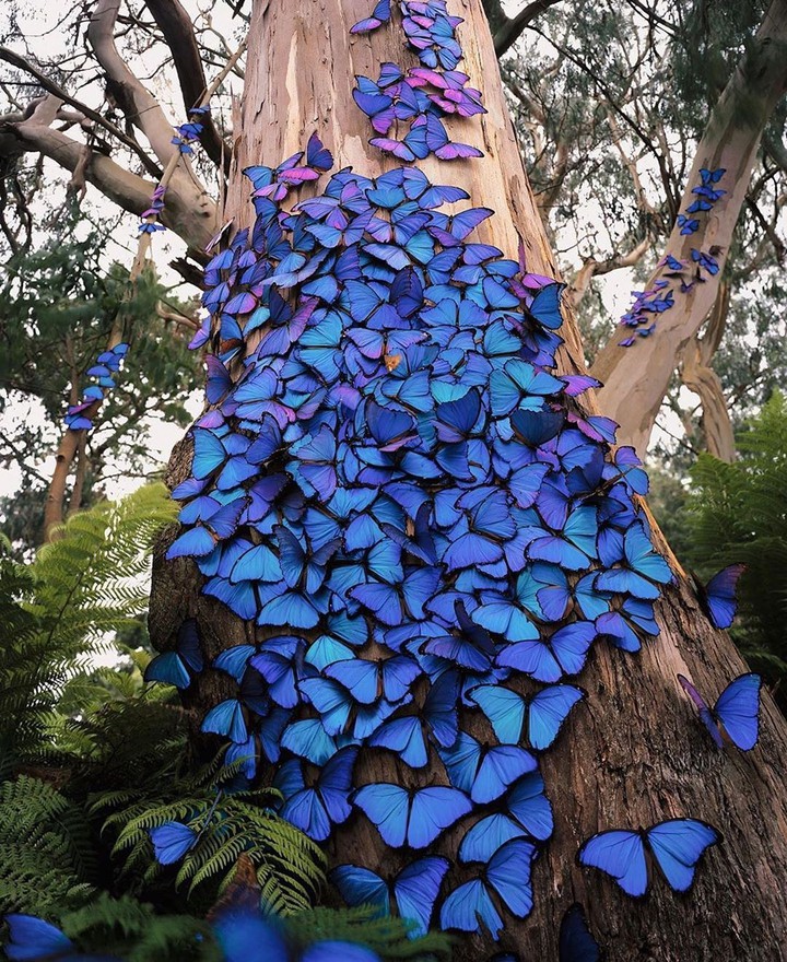 nature butterflies
