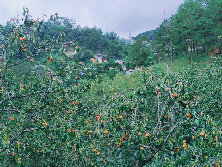 Persimmon garden