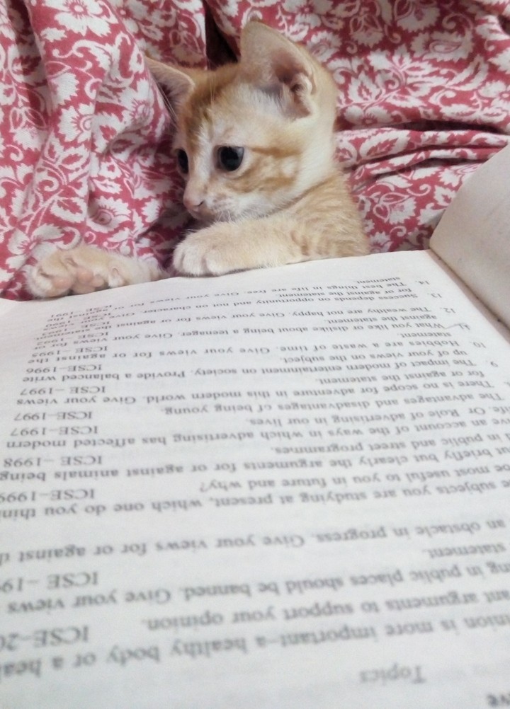 Intelligent skitty