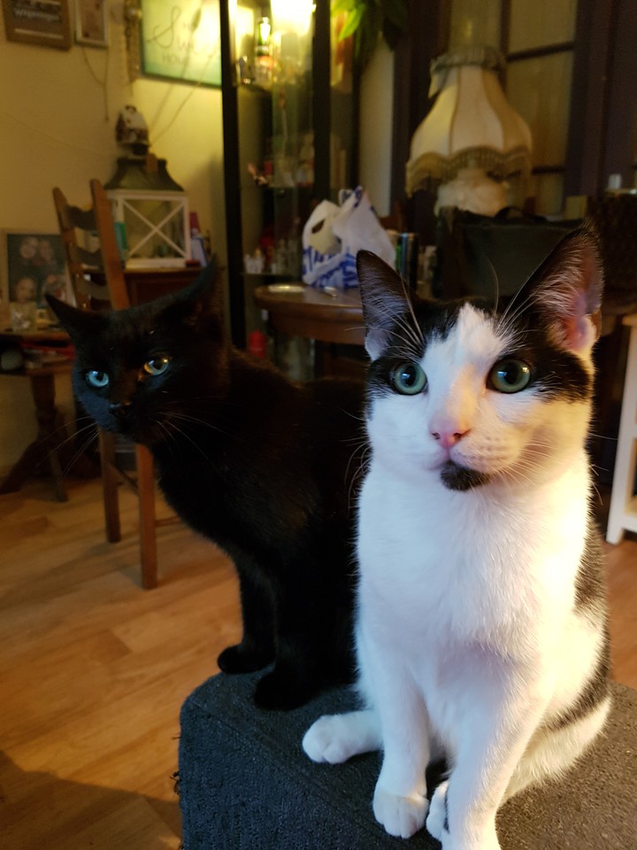 cats
