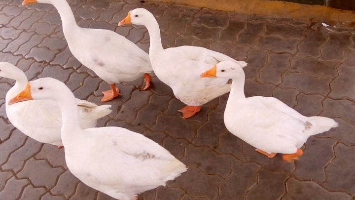Duck At Petroleum