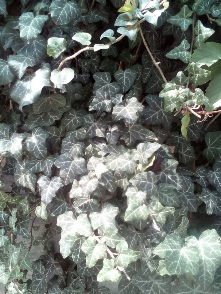 Leaves