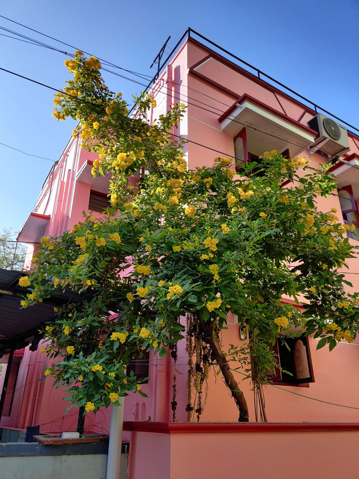 #flower. #yellow