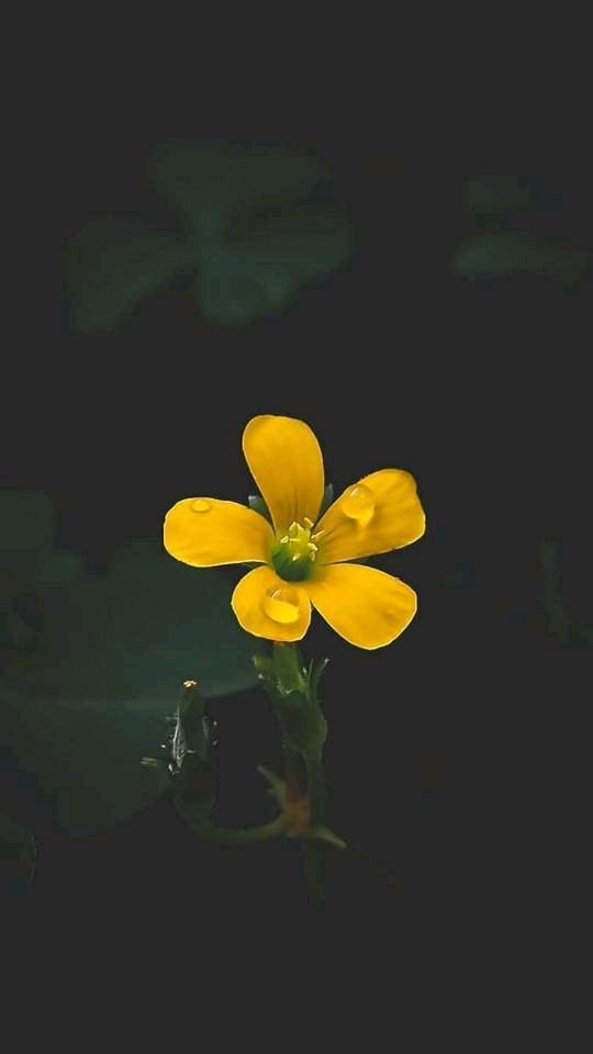 们