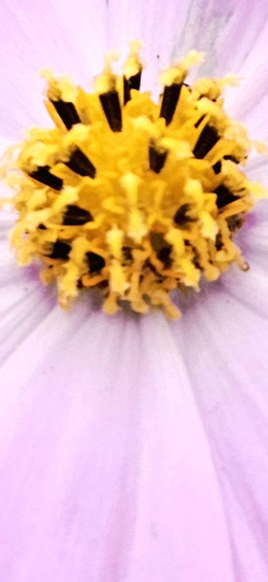 sfondi flower, Yellow
