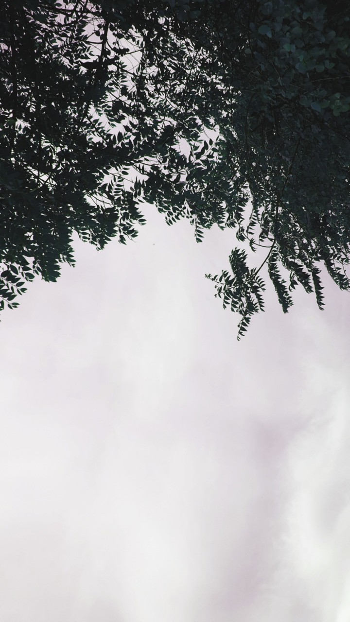 Sky above the leaves