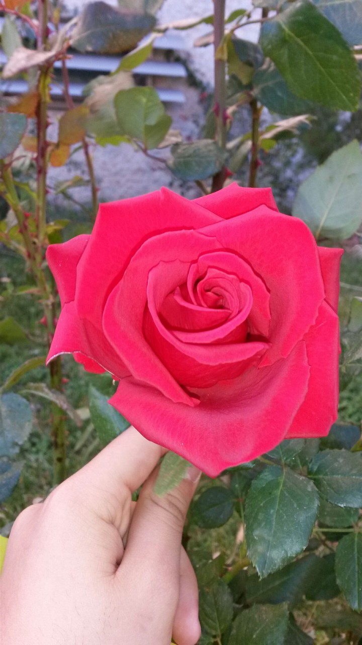 rose