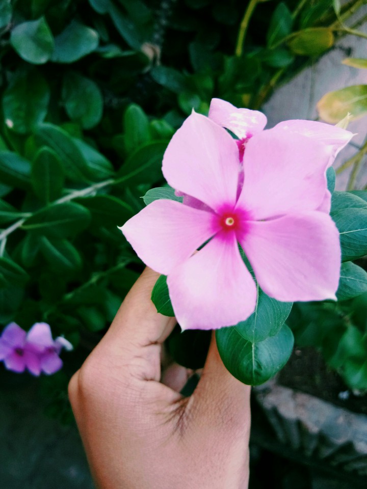 Violet love❤