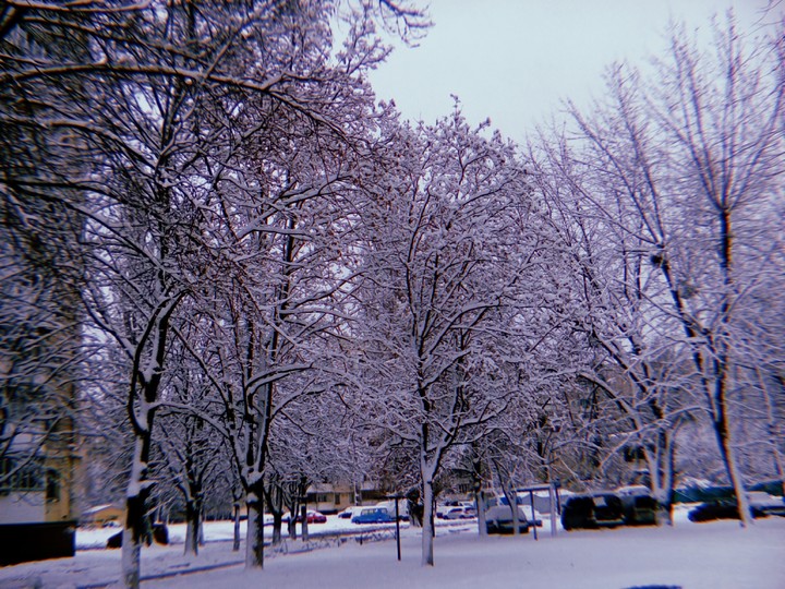 Magic Trees in Snow