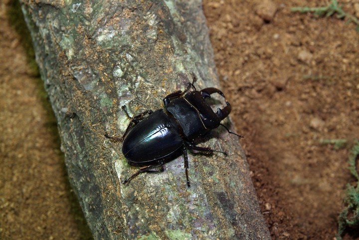 Animal