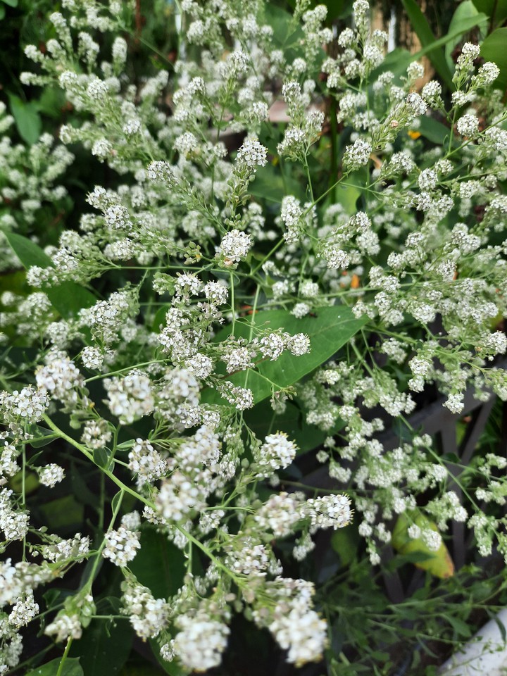 little babies
