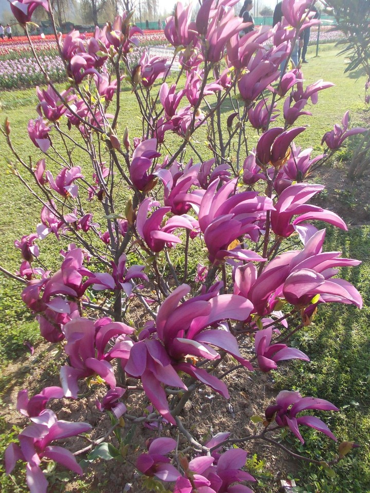Floral Blust