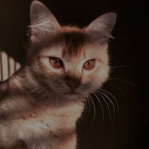 cat ♡