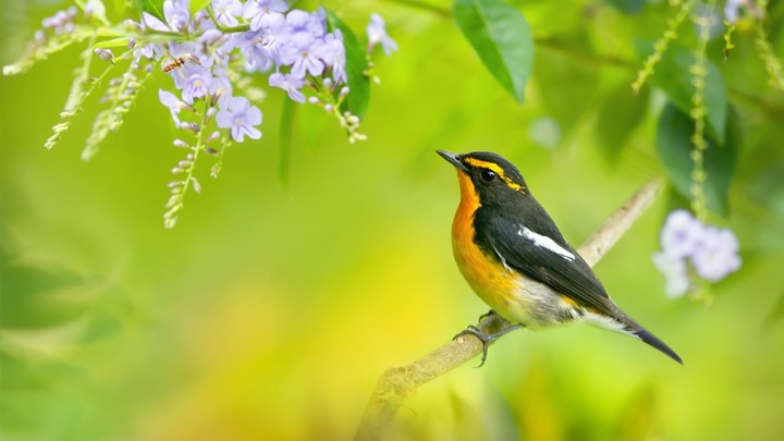 bird
