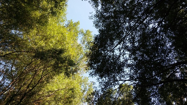 light and darkness in forest