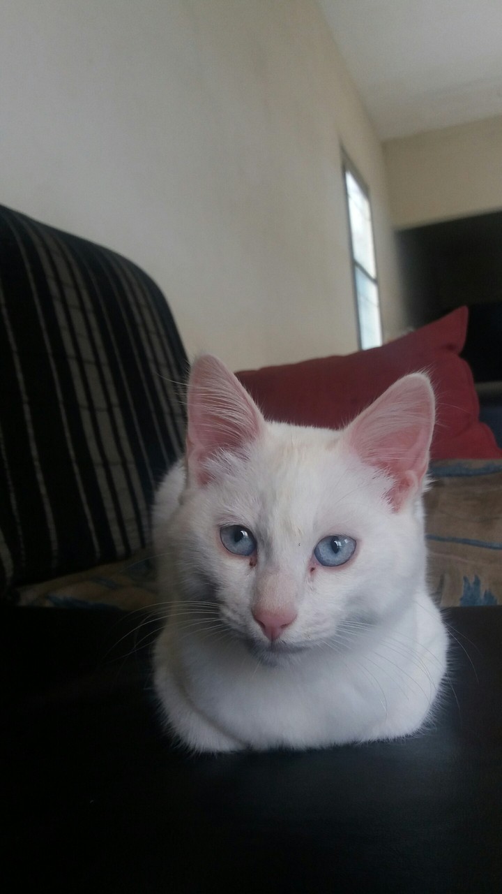 catlove