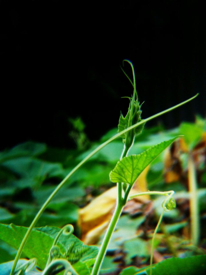 AKASH