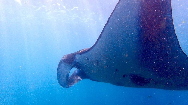 Raya Manta