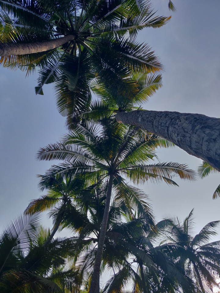 tree_top