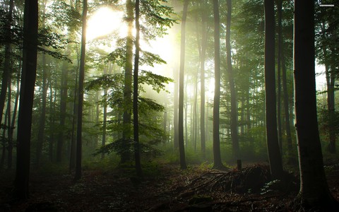 mystique forest