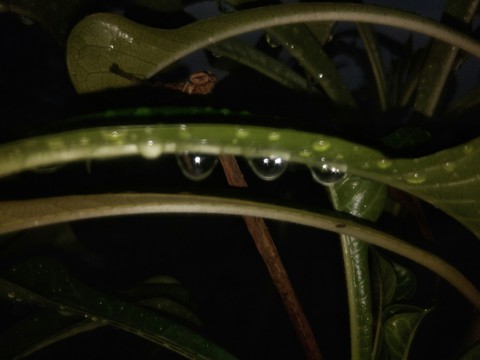nature