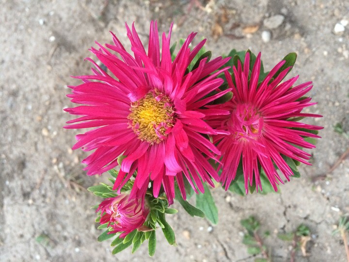 Very sweet chrysanthemum