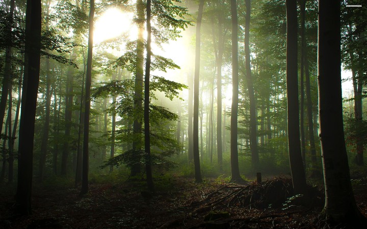 mystique forest