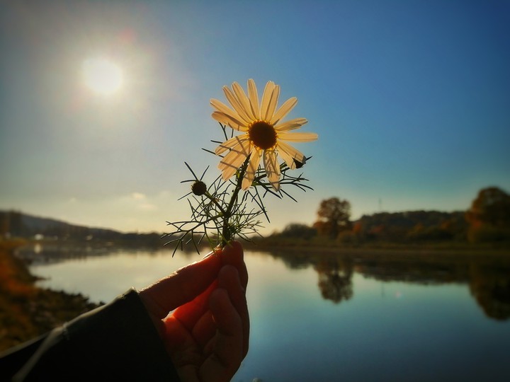 Blume