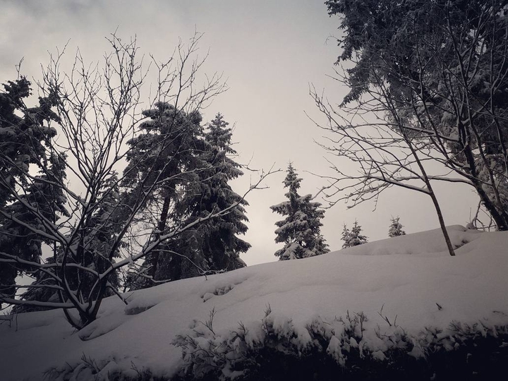 Snowy Day