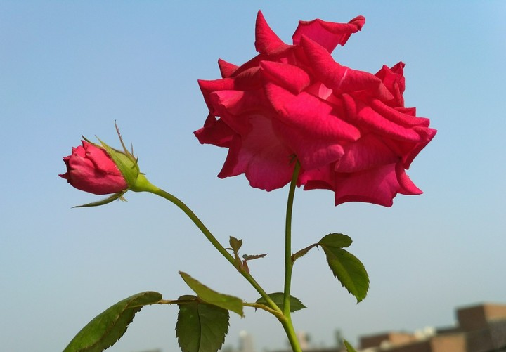 Beautifull Rose