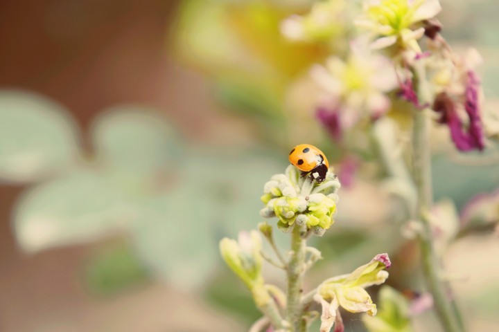 Ladybird