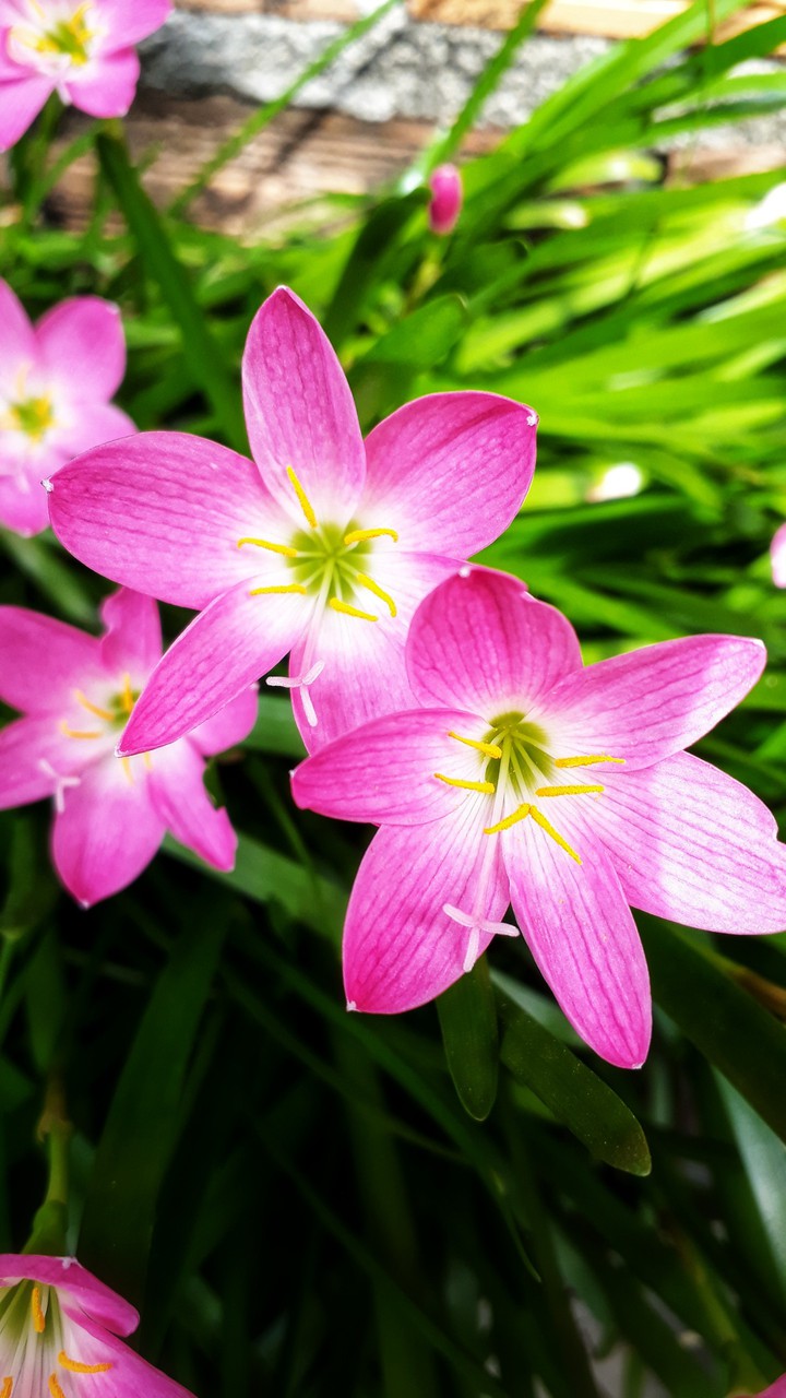 pink pretty flowers