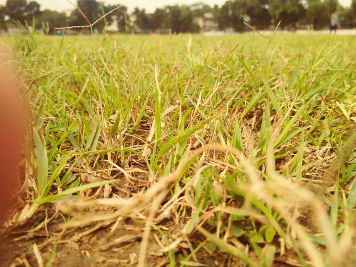 Grass