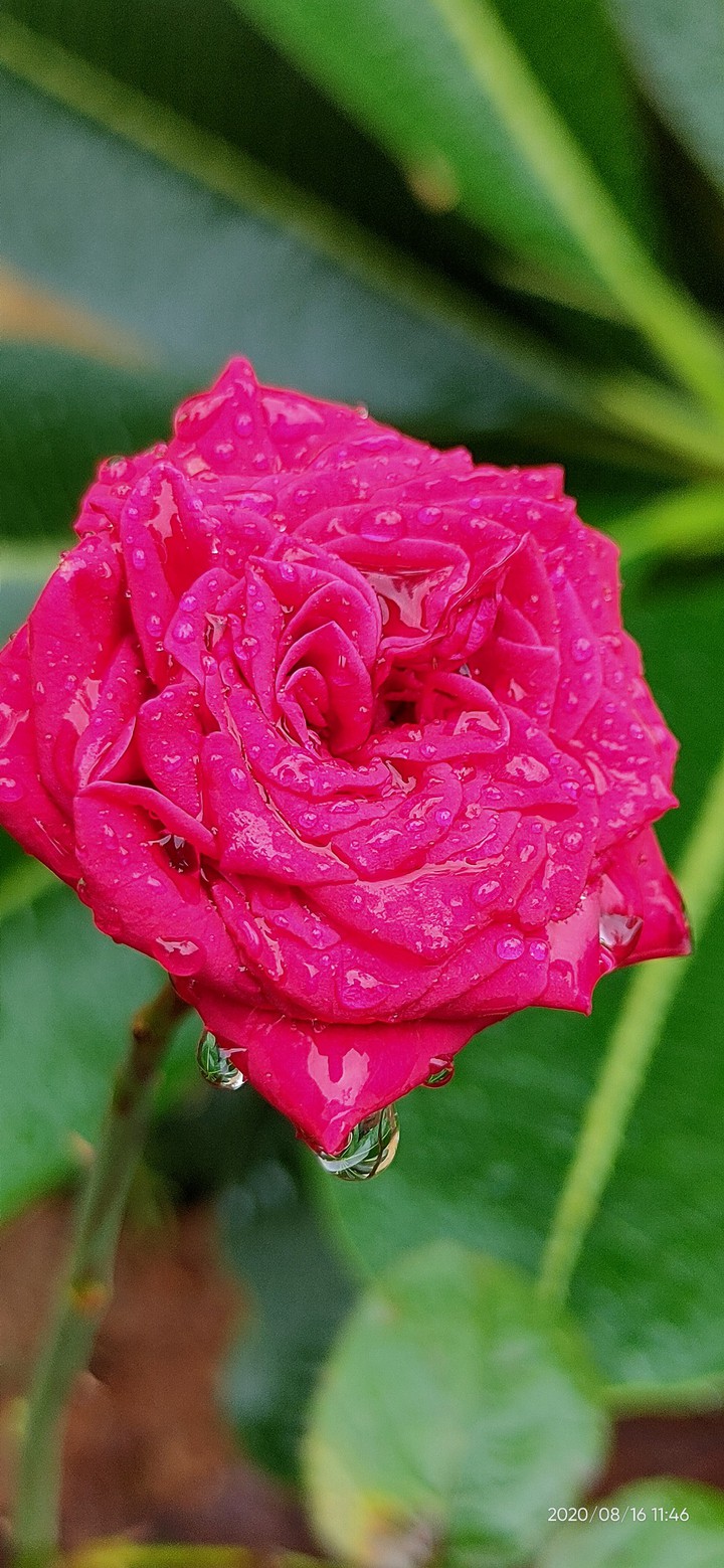rose