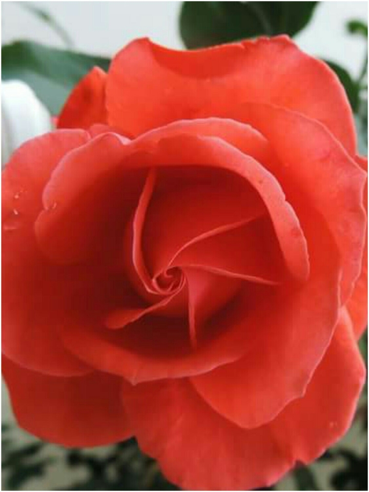 Rosa