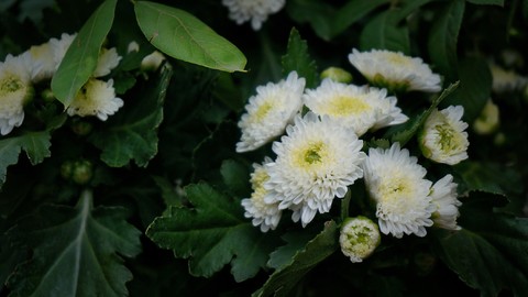 papéis de parede plants, flower