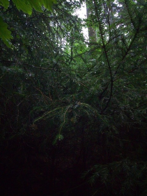 rainy day in a forest