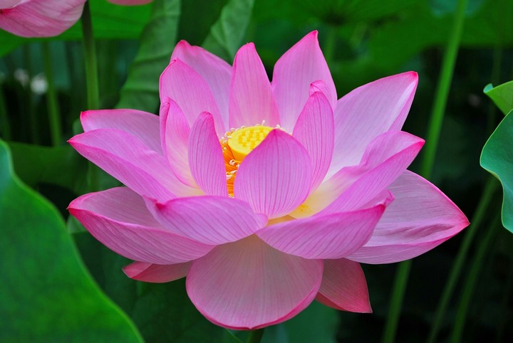 Lotus