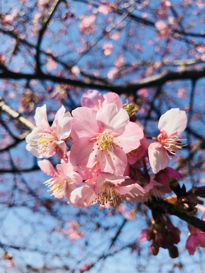 I Love Sakura