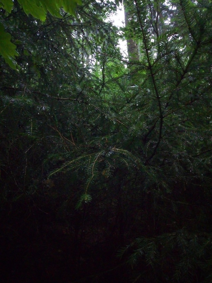 rainy day in a forest