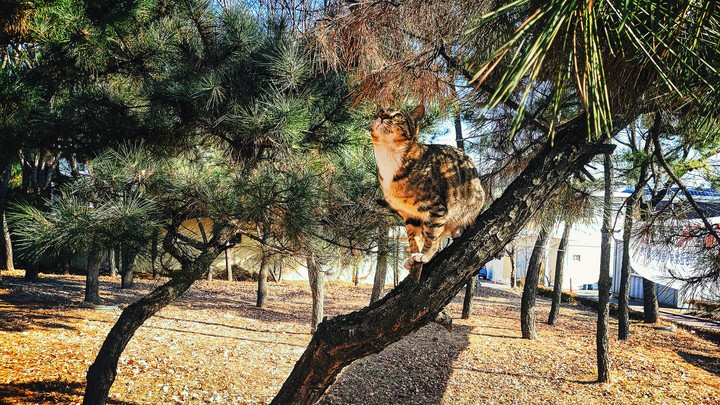 The cat on the tree