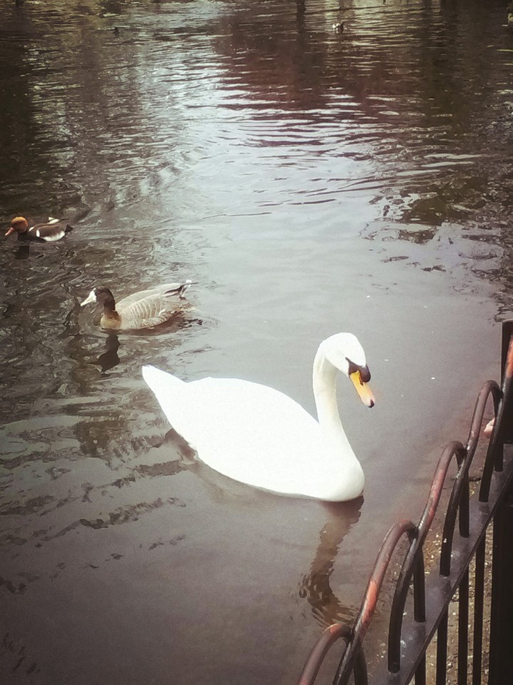 cygne