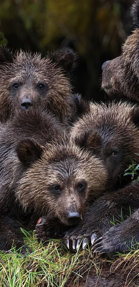 Grizzly