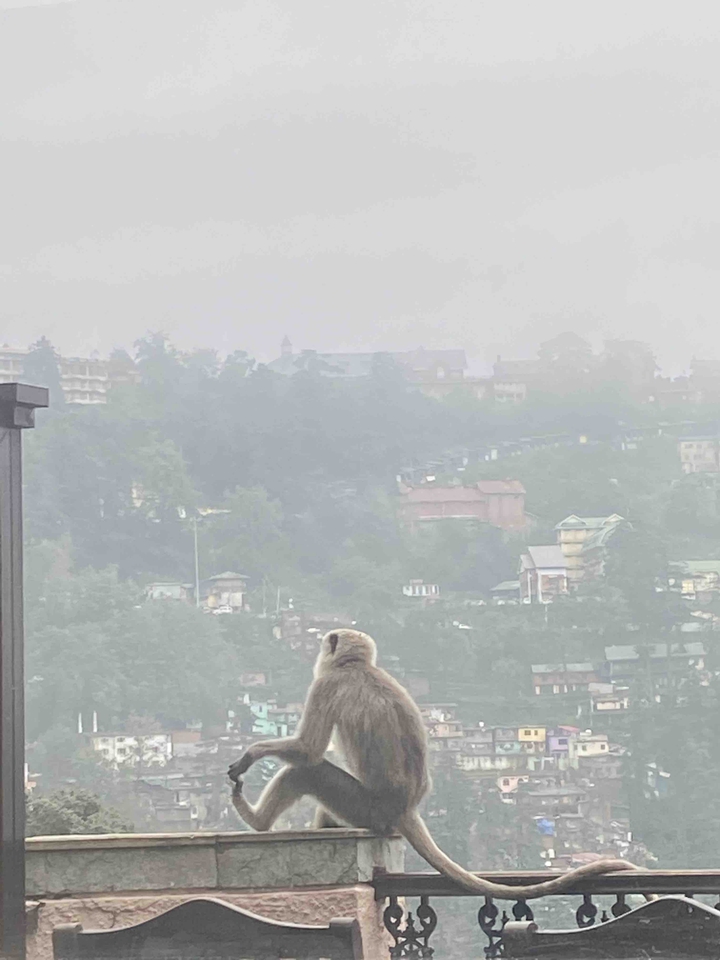 Shimla Dairy