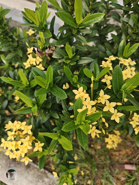 daphnes, cheesewoods壁紙