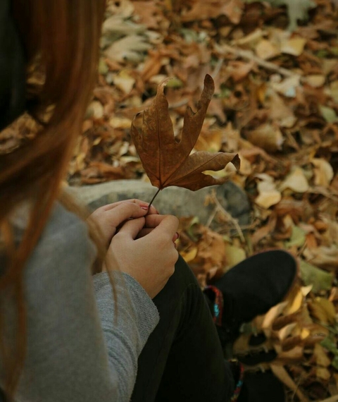 hình nền brown, deciduous