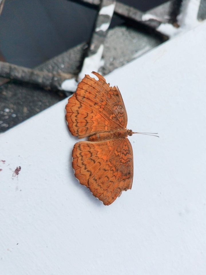 Butterfly