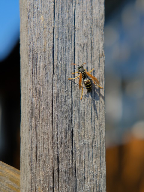 bug